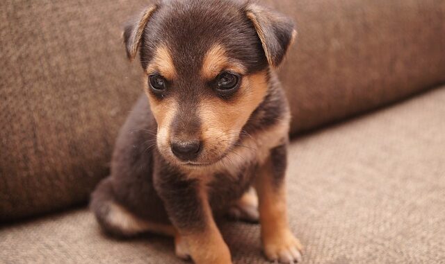 hund zieht ein