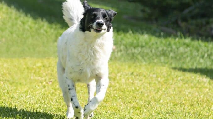 cbd fuer hunde